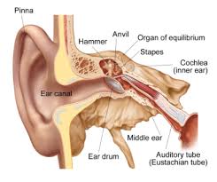 Image result for Eustachian Tube Dysfunction
