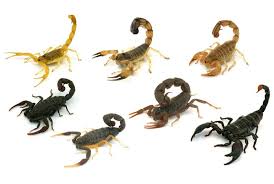 Slo Mo Footage Shows How Scorpions Strike Venomous Animals Scorpion Animals Amazing