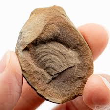 Image result for Memecylon incisilobum