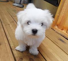 Dogs and cats for sale, puppies for sale. Maltese Puppies For Sale New Jersey 17 Nj 295185