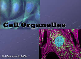 Chromatin the material that chromosomes are made of (protein + genetic material). Ppt Cell Organelles Powerpoint Presentation Free Download Id 429732
