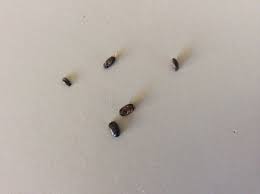 When full grown, the lice will appear as dark sesame seeds. Newest For Small Black Bugs In Hair Anne In Love