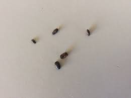 When full grown, the lice will appear as dark sesame seeds. Newest For Small Black Bugs In Hair Anne In Love