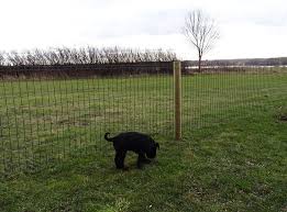 Zaun Fur Hunde Der Hund Gilt Als Bester Freund Des Menschen Weshalb Die Meisten Hundebesitzer Grossen Wert Darauflegen Das In 2020 Zaun Fur Hunde Hundebesitzer Hunde