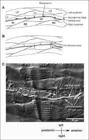 This article lists a series of labeled imaging anatomy cases by system and modality. Organization Of Body Wall Muscle Cells A Diagram Showing A Segment Of Download Scientific Diagram