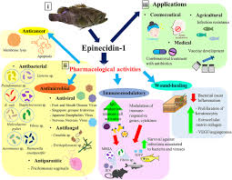 Marine/boat engine ship twin dual control lever japan type. Frontiers Epinecidin 1 An Antimicrobial Peptide Derived From Grouper Epinephelus Coioides Pharmacological Activities And Applications Microbiology