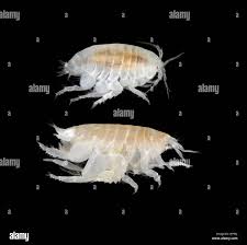 Image result for Urochloa brevispicata