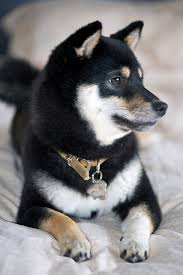 Black And Tan Shiba Inu Puppy Cute Man S Best Friend Shiba Inu Dog Shiba Inu Black Japanese Dogs
