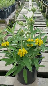 Image result for Phlomis fruticosa