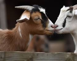 Image of Goats kissing