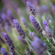 Image result for Lavandula dentata