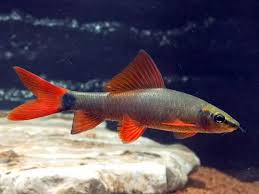 Experts suggest feeding your fish relatively small amounts of food once or twice a day. How Many Glofish Tetras Should I Put In A 20 Gallon Tank I Don T Want To Put Too Little Or Too Many Because I Know They Re Schooling Fish Should I Mix Glo