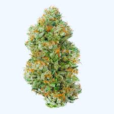 Full Steam Ahead: Unpacking the Power of Trainwreck Strain – STIIIZY
