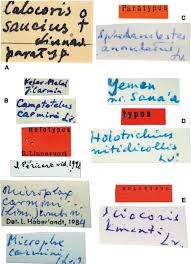 Image result for Caucanthus auriculatus