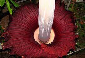 Hold Your Nose 7 Foul Flowers Corpse Flower Corpse Flower Bloom Flowers