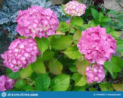 È anche il nome di una bella pianta (detta anche amarillo) con fiori a forma di ombrello che fioriscono in inverno e in primavera. Palla Lilla Del Fiore Foto Foto Stock Gratis E Royalty Free Da Dreamstime