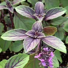 Image result for Ocimum