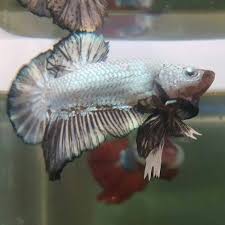 Black Dragon Betta Film Covered Eyes Betta