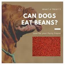 Maybe you would like to learn more about one of these? Can Dogs Eat Beans Black Lima Pinto Soybeans Or Kidney