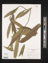 Image result for Heisteria zimmereri