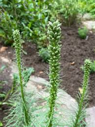 Image result for Tetragonia spicata