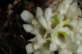 Image result for Ancistrorhynchus tenuicaulis