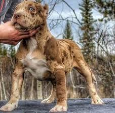 I Love Love Love His Colors Such A Pretty Pity With Images Dogs Pitbull Terrier Pitbull Puppies