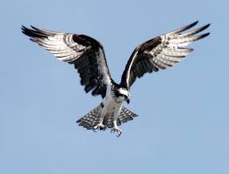 Black And White Hawk Eagle Texas Everything You Wanted To Know About The Osprey Osprey Bird Eagle Animals Hawk Bird