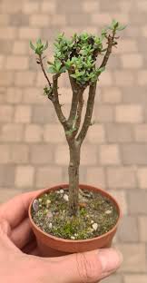 Image result for Crassula sarcocaulis