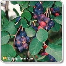 Jun 23 the taste of a saskatoon berry is actually quite difficult to describe. Saskatoon Berries Growing Saskatoon Berries How To Grow Saskatoon Berries Berry Plants Saskatoon Berry Growing Fruit