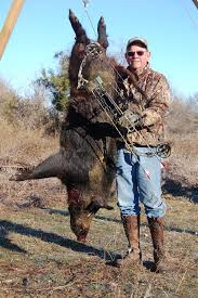 Which is the best free range hunting outfit in texas? The 6 Biggest Myths About Hunting Killing And Eating Big Boars