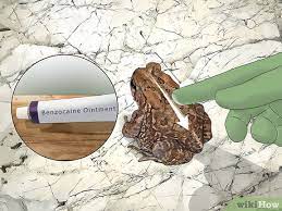 Toads come in many sizes. 3 Ways To Get Rid Of Toads In Your Yard Wikihow