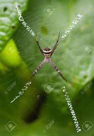 St Andrew S Cross Spider, Argiope Aetherea, With Stabilimenta.. Stock  Photo, Picture And Royalty Free Image. Image 14075550.