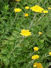 Image result for Helichrysum tomentulosum