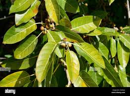 Image result for Ficus ingens