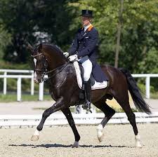 Paddox 1997 Kwpn Ferro X Janirma V Darwin Volckmar