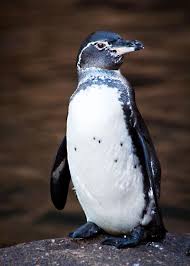 43 Galapagos Penguin Facts Tropical Guide Spheniscus Mendiculus In 2020 Galapagos Penguin Penguin Facts Penguins