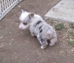 Our other breeds of dogs in our kennel are: Blue Merle Pembroke Corgi Puppies For Sale Petsidi