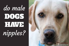 Most of these tumors are carcinomas. Do Male Dogs Have Nipples Yep But Why Are They Swollen Labradortraininghq