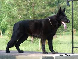 Although it remains calm indoors, it constantly monitors situations and fearlessly protects its family members from any aggressor that intrudes its territory. Pin By Roxy Ferry On Vostochnoevropejskaya Ovcharka East European Shepherd Black German Shepherd Dogs German Shepherd