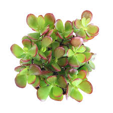 It has shorter internodes and much smaller leaves than crassula varieties. Dwarf Jade Crosby S Compact