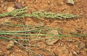 Image result for Sporobolus africanus