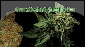 Home Grow Geht Das Auch Billig Cannabistutorials De