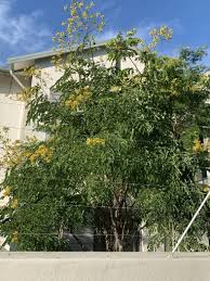 Image result for Caesalpinia ferrea
