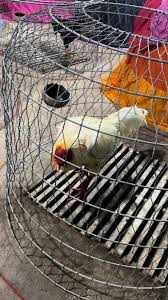 ទ្រុងហើយនឹកអាស។ ចាញ: អាណិត admin pov