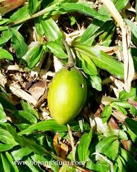 Image result for Mimusops obtusifolia