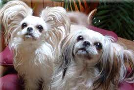 Maybe you would like to learn more about one of these? Mi Ki Puppies For Sale Mi Ki Dog Breeders
