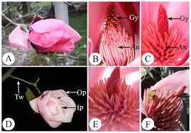 Flower shop delivery in stamford on yp.com. Thermogenesis Flowering And The Association With Variation In Floral Odour Attractants In Magnolia Sprengeri Magnoliaceae