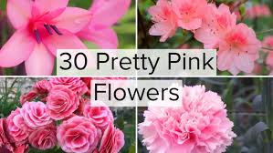 Dahliafor flower names in hindi and english check here flowers names. 30 Types Of Pink And Fuchsia Flowers A Z Photos Home Stratosphere