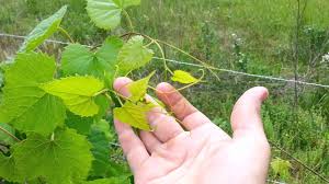 Most people have wild grapes on there property or near there homes and don't even know it. How To Grow And Train Wild Grapes Invasive Permaculture Youtube